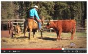 Watch Hugh and Lucky the Wonder Horse in this new video for Tourism Kamloops!